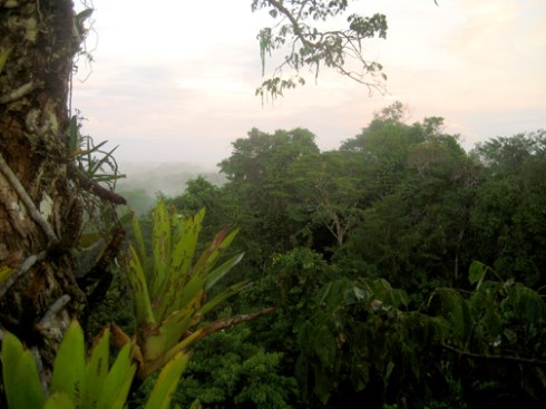 Sunrise over the Amazon forest, Peru
