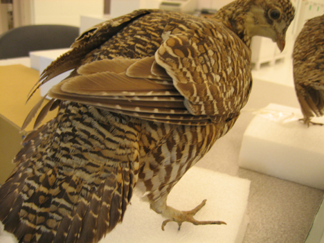 This morning at the Sam Noble Museum of Natural History's bird collection, where I drew from skins and mounts of lesser and greater prairie chickens.