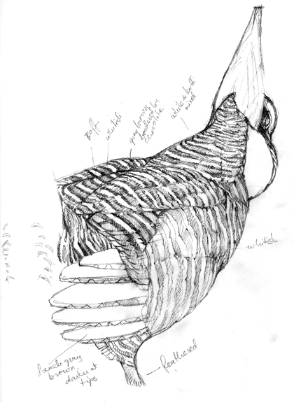 This is a tissue overlay- I was having a little trouble with the patterns and feather tracts, and so went to sketch from skins today.