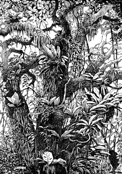 My personal tangled bank; Panama tree drawn from life.