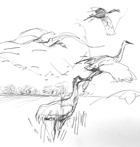 Sandhills landing and taking off.