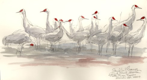 Sandhill cranes at rest on the river.