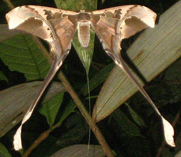 Saturnid Moth, Amazon
