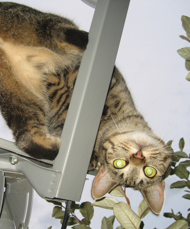 Gizmo adjusts the satellite dish for better "All My Children" reception.