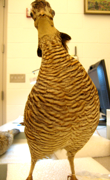 lesserprairie Getting ready for Chickens!!