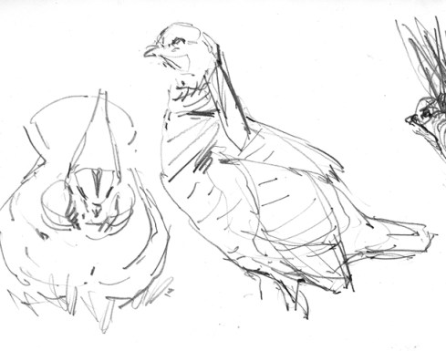 Lesser prairie chickens, drawn from a blind at their lek during the Lesser Prairie Chicken Festival in Woodward, Oklahoma.