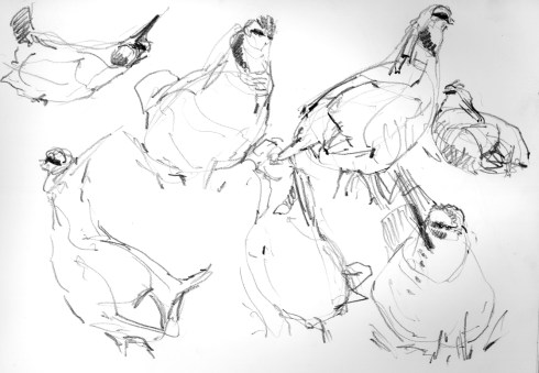 Lesser Prairie Chickens, sketched from inside a blind at their lek at the Selman Ranch near Woodward, Oklahoma.