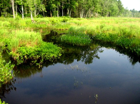 Marsh near Petersham, Massachusetts