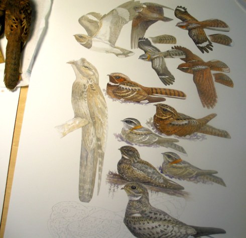 nightjarplateprogress Nightjar (aka Goatsucker) plate for Birds of Trinidad and Tobago, in progress.