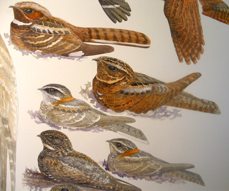 nightjarplateprogress2 Detail, top to bottom: Common Pauraque, Rufous Nightjar, White-tailed Nightjar male and female, Short-tailed Nighthawk. Watercolor on Fabriano Soft-press 300lb. paper.