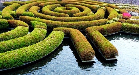 Azalea knot on the pond at the Getty. Mallard ducklings were in there, lost in the maze.