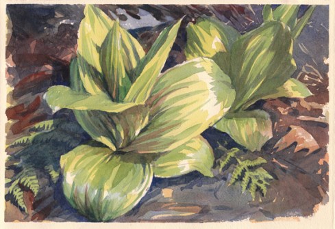 Skunk Cabbage at Moccasin Brook, Petersham, Massachusetts