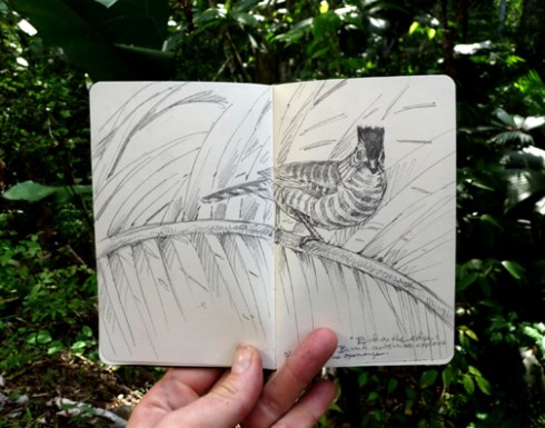 The Bart Simpson of birds; wouldn't you know it I'd be finished with my antbird plate before seeing this cutie in the field. So it goes.