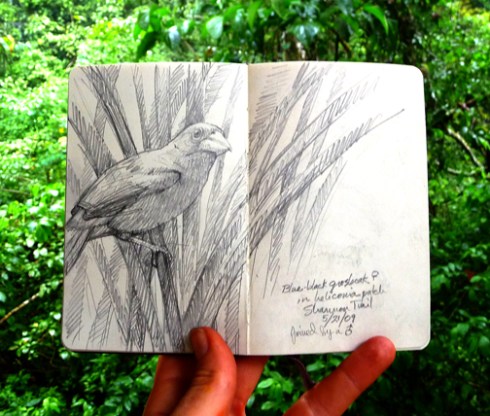 Blueblack Grosbeak attached to a heliconia stem up on a streamside trail; drawn yesterday.
