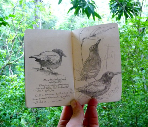 Chestnut-backed antbirds, sketched from the balcony of our room.
