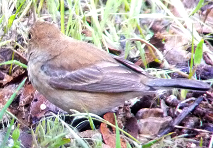 Here's an indigo female for comparison: lightly streaked upper breast, wingbars lighter and less distinct. Overall a browner bird. Sorry you can't see the face, though!