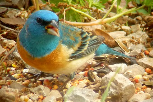 That peachy-rust breast and turquoise (oops, I mean lazuli blue) head contrasts nicely with the white belly and wing coverts.