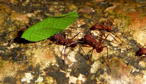 Leafcutter, aka Atta columbica, on their daily routine schlepping leaves to feed their fungus farms in their underground colony. 