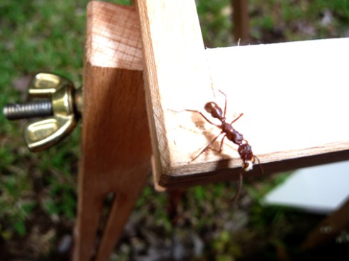 A Pachycondyla ant waves bye-bye till we meet again.