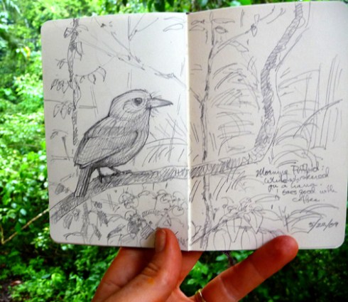 Whitewhiskered puffbird sketched this morning over a cup of coffee.