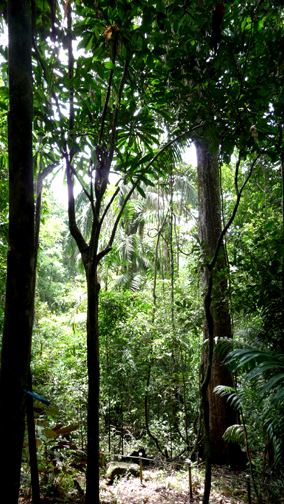 Tall and skinny is the tropical forest, punctuated by some buttressed and vine-covered goliath of a tree.