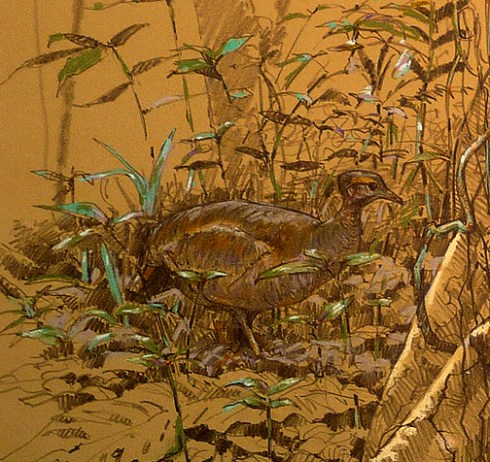 Closeup detail of great tinamou.