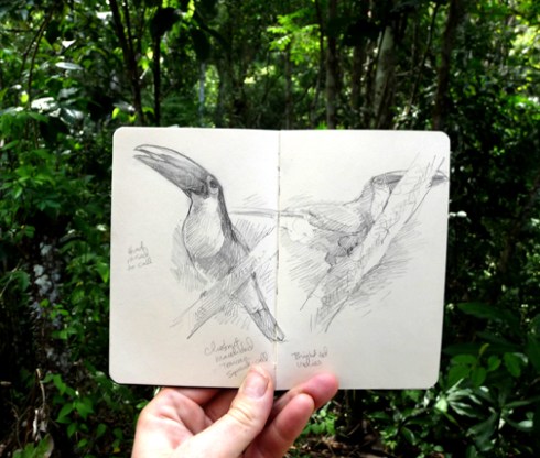 One of the toucan species on the island   