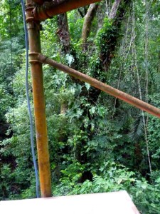 This one was drawn while clinging for life up on a scaffold tower at about 75' in the air; not too bright of me, actually. I got the pencil part done up there and completed the work later, adding the flying motmot in the studio.