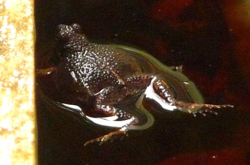 The greenhouses on BCI are surrounded by water-filled moats to keep out leaf-cutter ants; they are used as mating grounds by tungara frogs (Physalaemus pustulosus) which called wonderfully (if not euphonically) for hours while I drew.