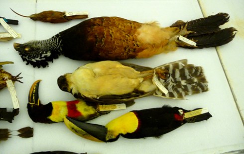 Bird skins for the exhibit