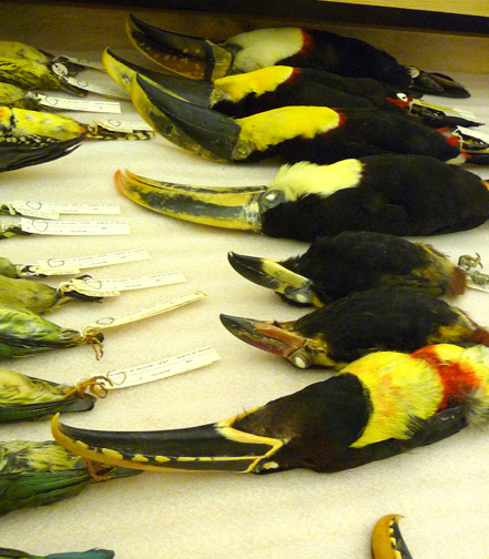 A drawerful of toucans; I felt like Daisy in the Great Gatesby: "