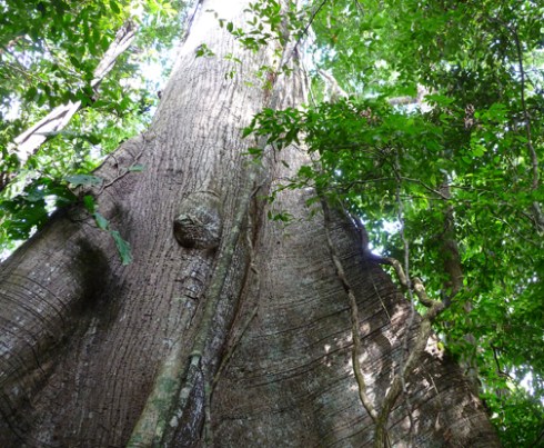 Capuchin monkeys rove and leap high overhead as I step through loops of lianas dropping from the branches of the canopy giant. I once sat in a Ceiba’s crown on a limb as broad as a horse’s back. Far below me a troupe of these monkeys moved through lower trees, unaware of our switch in altitude. Barro Colorado Island, 2007