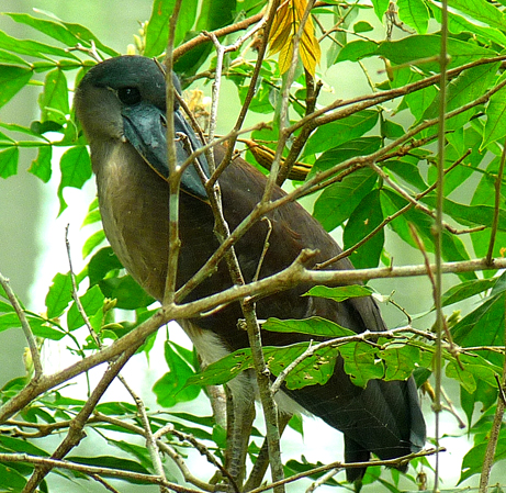 Boat billed heron at the Summit Ponds, Gamboa. Carlos not only let me sketch through his scope but showed me digiscoping techniques. 