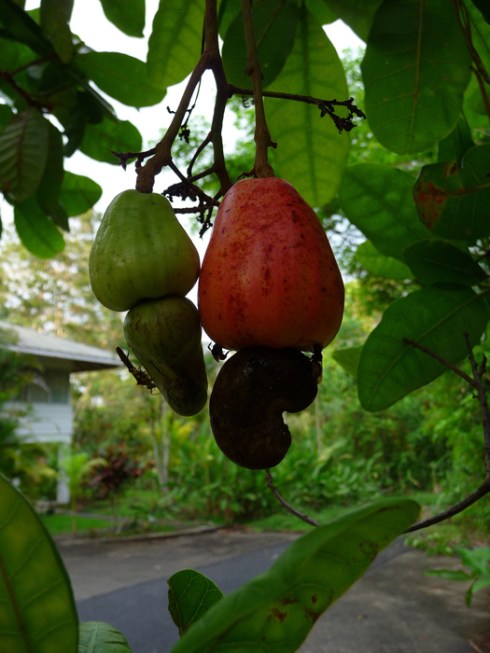 Cashew nuts in a Gamboa garden. 
