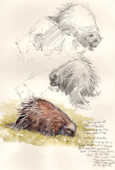 Porcupine