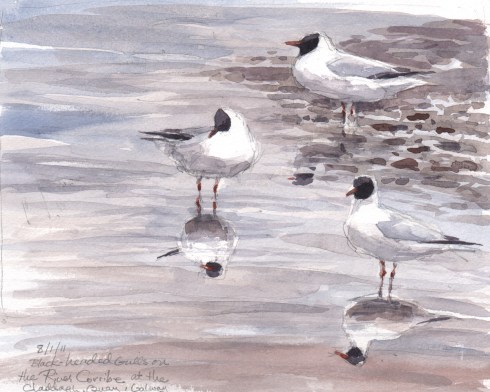 BlackheadedGulls