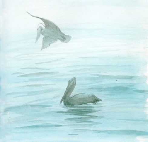 12/16/12 Fogbound, warm morning. Their forms are vague and misty, but with binoculars it’s possible to watch the bonaparte’s gulls, foster’s terns and big clunky pelicans fishing. The pelicans flap slowly and fold in half for a dive. They sit on the surface and sort out their pouches, attracting hovering laughing gulls looking for spillage. The pelicans are superb; they drop from heights, spear-like, bill-first, bob up and tip back to swallow. They fall like meteors and take off again like heavily loaded cargo planes. A few flaps and they are erased by mist.