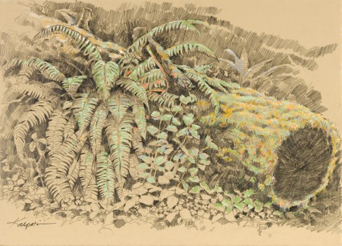 a decaying Douglas fir log in an Oregon forest feeds millions. Mostly very small things. 