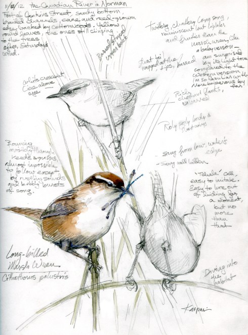 Marsh Wrens, Canadian River. The landowner welcomes birders, turns back most everyone else. His black angus bull didn't like me much, though. Watercolor over pencil in Stillman & Birn Epsilon sketchbook, hardbound 8 1/2" x 11".