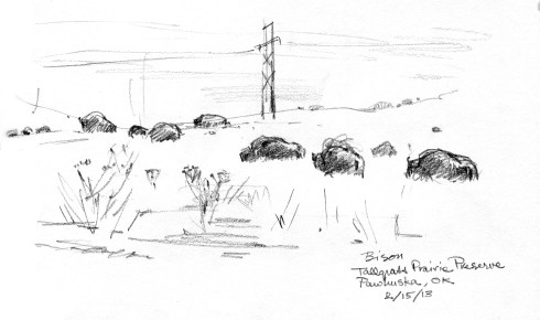 Bison in belly-high grasses at the Tallgrass Prairie Preserve (Nature Conservancy) in Pawhuska, Oklahoma.