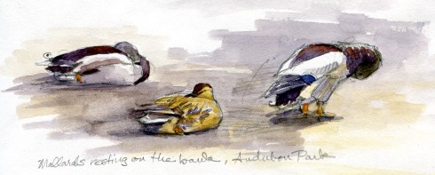 Birds of Audubon Park: mallards, wood ducks, muscovies, egrets and green herons, lots of cormorants. A zillion eastern gray squirrels. 