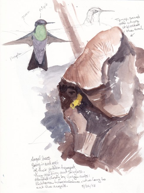 Angel bees at the golden hive. Violet crowned woodnymph hummingbird in background. Watercolor over pencil on S&B Alpha Series. 81/2" x 11"