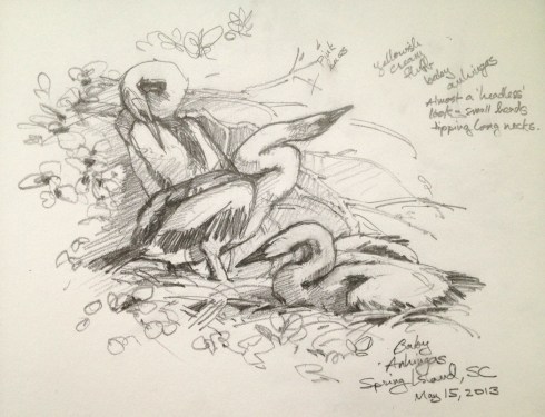 Nothing cuter and weirder than a nestful of baby anhingas. Pale creamy fuzz and pink faces. Heads no wider than necks, like nozzles on fire hoses. Mechanical pencil on Stillman & Birn Alpha Series 8 1/2" x 11" sketchbook, drawn through a scope at the rookery on the 16th hole. Golf course designed by Arnold Palmer.