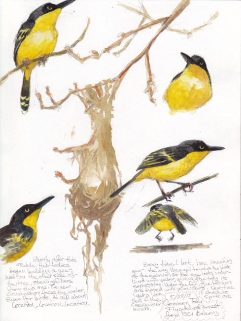 Common tody flycatchers, no bigger than a bee sting, built a hanging nest of balsa fluff and plant fibers. Shortly after I made this sketch, they moved- building a new nest with a better canal view. Location, location, location. Watercolor over pencil on S&B Alpha series 8 1/2" x 11". 