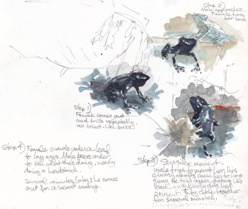 Love nest in the leaves...step by step poison dart frog courtship. Sketched from about 18 inches away, Barro Colorado Island. Watercolor over pencil, S&B Alpha Series.