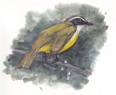 Social flycatcher dropping pearls of wisdom, er, seeds from some plant, possibly a vine or bromeliad. Watercolor over pencil, S&B Alpha series.