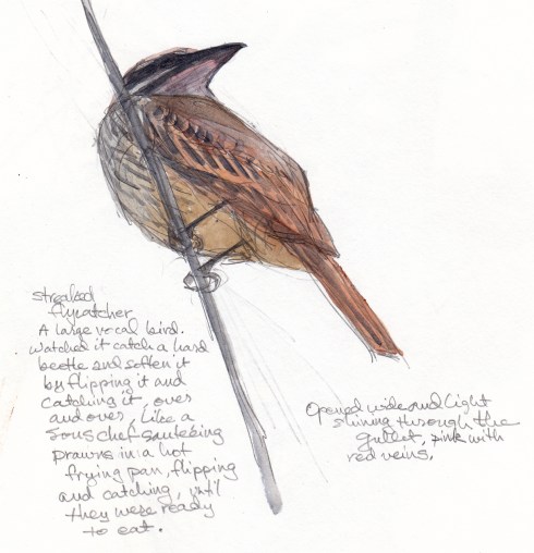 Streaked flycatcher, mouthing off at the rest of the world. Flycatchers are nothing if not talkers. Watercolor over pencil on S&B Alpha Series 8 1/2" x 11.