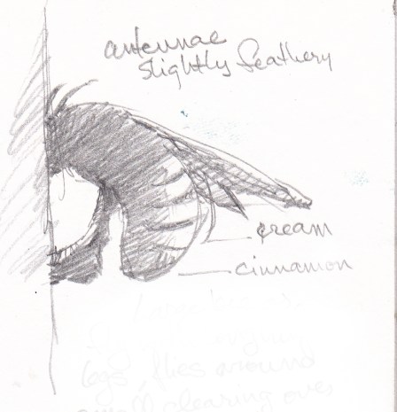 Eulaema Orchid Bee, head-standing inexplicably on the side of a pseudobombax tree in the forest. See the long hind legs? 