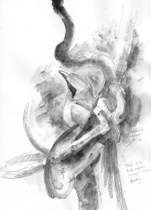 Broad billed motmot scanning for large insects from a complicated knot of branched wood, just a few dozen yards from our porch. Mechanical pencil and water soluble graphite on Robert Bateman 8 1/2" x 11" sketchbook. Barro Colorado Island.