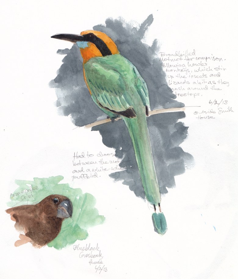Broad-billed motmot, drawn through binoculars, watercolor over pencil, Barro Colorado Island, Panama 2013